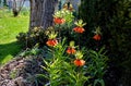 Large perennials with red bells flowers along with a yellow narcissus flower in a bark mulched flowerbed. around a concrete fence