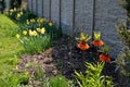 Large perennials with red bells flowers along with a yellow narcissus flower in a bark mulched flowerbed. around a concrete fence