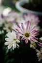 large photo of chrysanthemum blooming