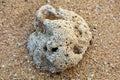 Large piece of coral on the beach Royalty Free Stock Photo