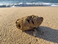 Large piece of coral on the shore, washed up onto beach. Royalty Free Stock Photo