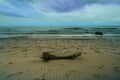 Large piece of drift wood on sandy beach Royalty Free Stock Photo