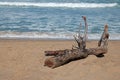 LARGE PIECE OF DRIFTWOOD ON BEACH Royalty Free Stock Photo