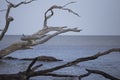 Large piece of driftwood in the ocean in Jekyll Island Royalty Free Stock Photo