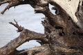 Large piece of driftwood in the ocean with marine life and algae on its surface Royalty Free Stock Photo