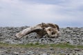 Large piece of drift wood washed up on the beach at Tan-Y-Bwlch, Aberystwyth