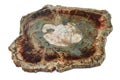 Large piece of fossil wood Royalty Free Stock Photo