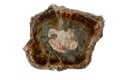 Large piece of fossil wood Royalty Free Stock Photo
