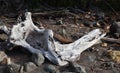 Large Driftwood on a Beach Royalty Free Stock Photo