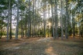 Large piece of open propert in Georgia full of pine trees