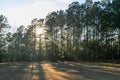 Large piece of open propert in Georgia full of pine trees