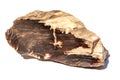 A large piece of petrified wood. The stone of layered structure is isolated on a white background Royalty Free Stock Photo