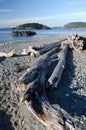 Large piece of weathered driftwood at North Beach