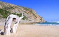 Large pieces of driftwood on the beach Royalty Free Stock Photo