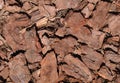 Large Pieces of Pine Bark