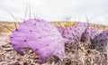 Large Pieces of Purple Tinged Cactus Lie on the Ground Royalty Free Stock Photo