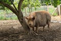 Large Pig Standing in a muddy Pigpen. Royalty Free Stock Photo