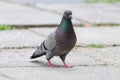 A large pigeon stands on the site, front view