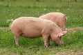 Large pigs rooting in a green summer field