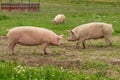 Large pigs rooting in a green summer field Royalty Free Stock Photo