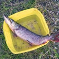 Large pike peeled from scales in yellow basin Royalty Free Stock Photo