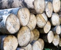 A large pile of alder logs lies in the forest at the logging site. Business selling timber and wood products. Import and Royalty Free Stock Photo