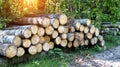 A large pile of alder logs lies in the forest at the logging site. Business selling timber and wood products. Import and export of Royalty Free Stock Photo