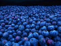 A large pile of blueberries in the dark Royalty Free Stock Photo