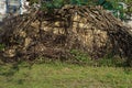 A large pile of brown bricks overgrown with gray dry branches of plants Royalty Free Stock Photo