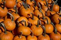 Large pile of carving pumpkins Royalty Free Stock Photo