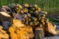 Large pile of cut down tree trunks, stacked fire wood, natural background Royalty Free Stock Photo