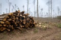 Large pile of cut logs in a deforested area Royalty Free Stock Photo