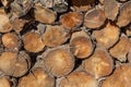 Large pile of cut wood logs, view of cut ends