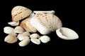 Large pile of sea shells on black background Royalty Free Stock Photo