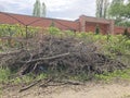 Large pile of dry branches on street. Close up of heap of rubbish from dried logs on ground.