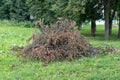 Large pile of dry branches on street. Close up of heap of rubbish from dried logs on ground.