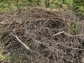 Large pile of dry branches on street. Close up of heap of rubbish from dried logs on ground.