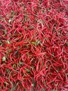 A Large Pile of Fresh Curly Red Chilies as a Background. Royalty Free Stock Photo