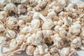 Garlic bulbs drying in the sun. Royalty Free Stock Photo