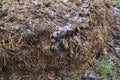 large pile of horse dung, manure, horse apples, lot of excrement, agricultural, natural fertilizer for farms concept, food crisis Royalty Free Stock Photo