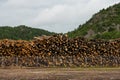 Large pile of logs ready to be shipped by boat.. Royalty Free Stock Photo