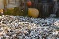 A large pile of oyster shells