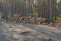 A pile of pine logs in the forest cuttings Royalty Free Stock Photo