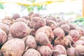 Large pile of red beet root vegetables, dried and cured, harvested and being sold at a farmer`s market. Soft, hazy lighting