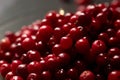 A large pile of ripe lingonberries close-up