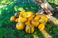 Large pile of ripe pumpkins stacked on the grass during harvest Royalty Free Stock Photo