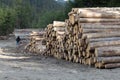 large pile of stacked pine logs Royalty Free Stock Photo