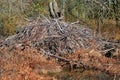 Huge beaver den lodge, Georgia Royalty Free Stock Photo