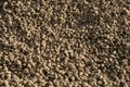 Large pile of sugar beets. Background of sugar beet root crop after harvesting Royalty Free Stock Photo