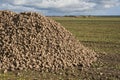 Large pile of sugar beets. Sugar beet root crop in the field after harvesting Royalty Free Stock Photo